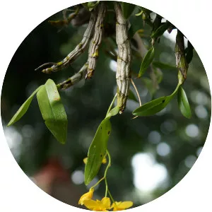 Dendrobium capillipes