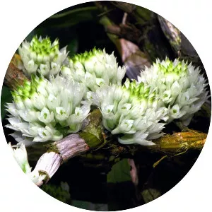 Dendrobium capituliflorum - 