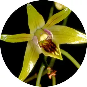 Dendrobium capra - Plants