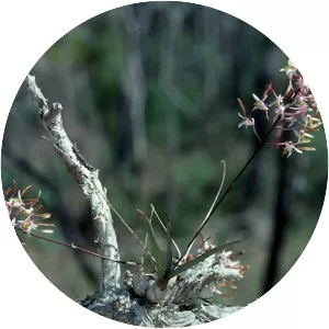 Dendrobium carronii - 