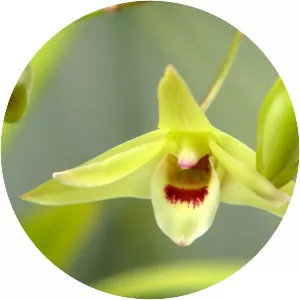 Dendrobium catenatum