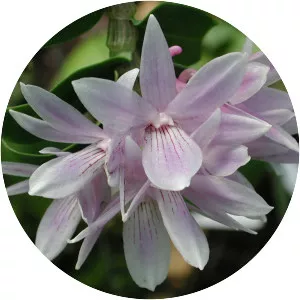 Dendrobium ceraula