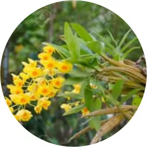 Dendrobium chrysotoxum - Plants