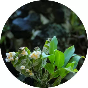 Dendrobium compressum - Plants