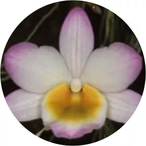 Dendrobium crepidatum - Plants