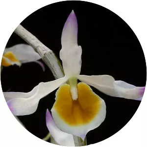 Dendrobium crystallinum