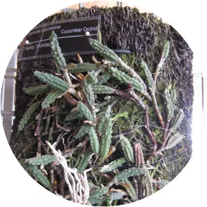 Dendrobium cucumerinum - 