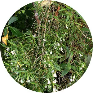 Dendrobium cunninghamii - 