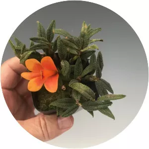 Dendrobium cuthbertsonii