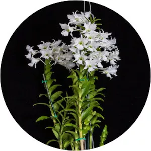 Dendrobium dearei