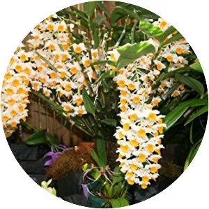 Dendrobium densiflorum - Plants