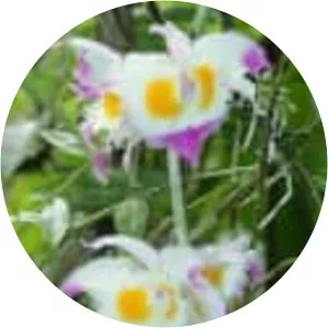 Dendrobium devonianum - Plants