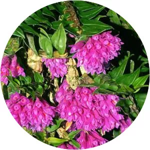 Dendrobium dichaeoides