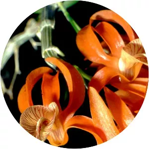 Dendrobium dickasonii