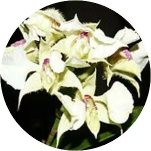 Dendrobium eximium - 