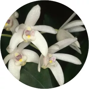 Dendrobium falcorostrum - 