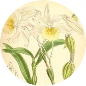 Dendrobium findlayanum