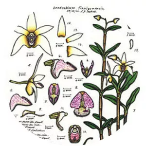 Dendrobium finniganense