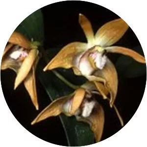 Dendrobium fleckeri - 