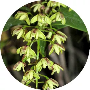 Dendrobium gracilicaule - Plants