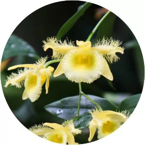Dendrobium harveyanum - 