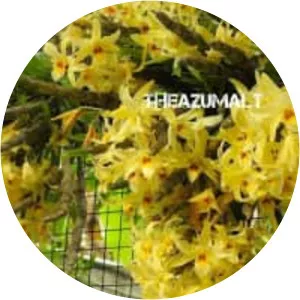 Dendrobium heterocarpum