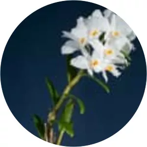 Dendrobium infundibulum - Plants