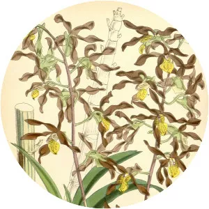 Dendrobium johannis - 
