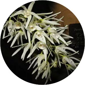 Dendrobium jonesii