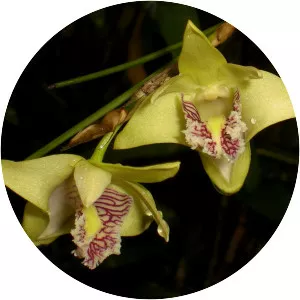 Dendrobium junceum - 