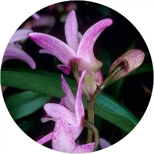 Dendrobium kingianum