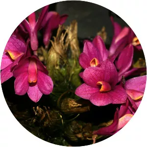 Dendrobium laevifolium - 