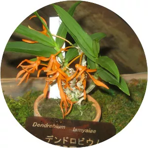 Dendrobium lamyaiae - 