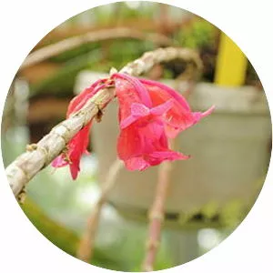 Dendrobium lawesii - 