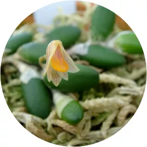 Dendrobium lichenastrum