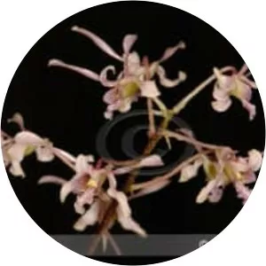Dendrobium lineale - 