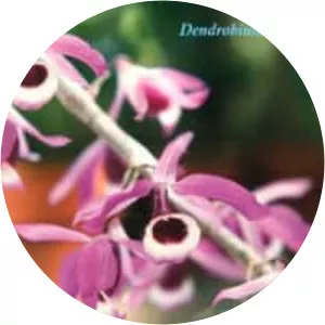 Dendrobium lituiflorum