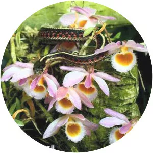 Dendrobium loddigesii - Plants