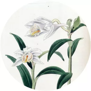 Dendrobium longicornu - Plants