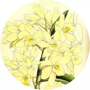 Dendrobium luteolum - Plants
