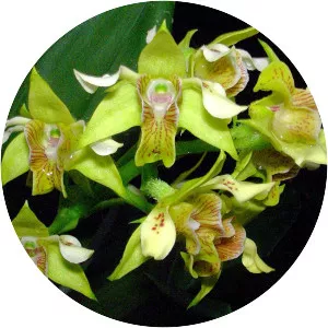 Dendrobium macrophyllum