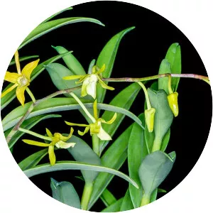 Dendrobium militare - 