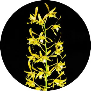 Dendrobium mirbelianum - 