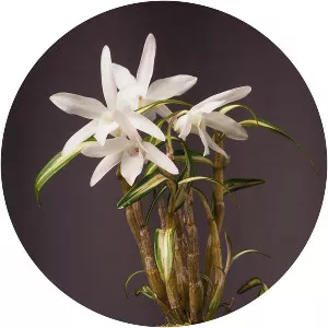 Dendrobium moniliforme