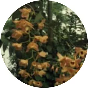 Dendrobium moschatum