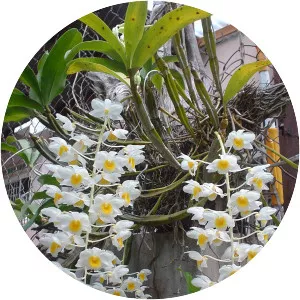 Dendrobium palpebrae - 