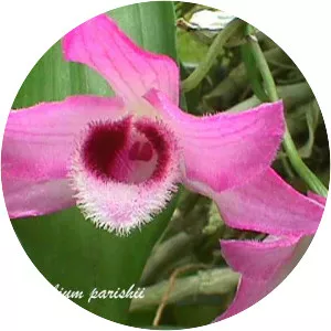 Dendrobium parishii