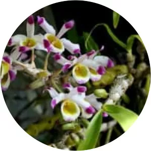 Dendrobium pendulum - 