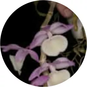 Dendrobium primulinum