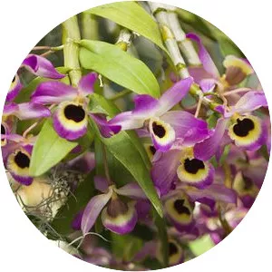 Dendrobium